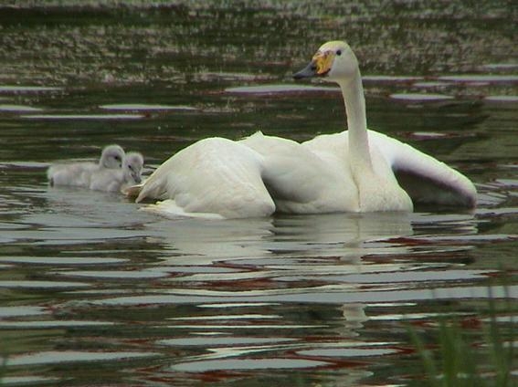 International Lagoon of Amir Kalayeh