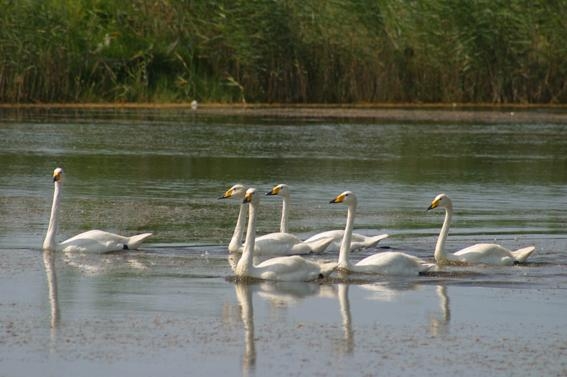 International Lagoon of Amir Kalayeh