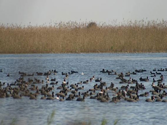 International Lagoon of Amir Kalayeh