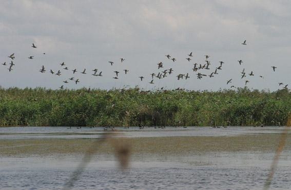 International Lagoon of Amir Kalayeh