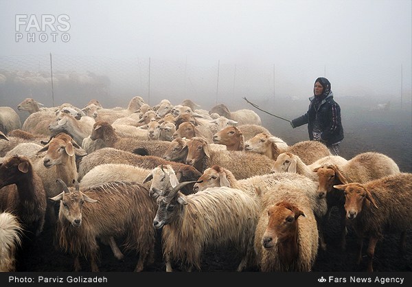 The Nomads of Ardabil