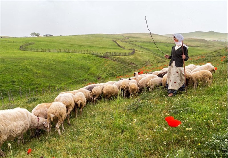 The Nomads of Ardabil