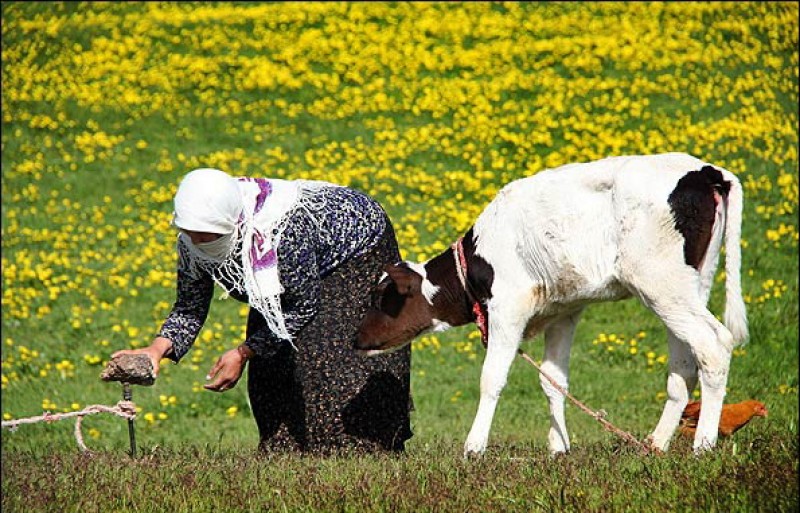 The Nomads of Ardabil