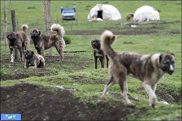 The Nomads of Ardabil