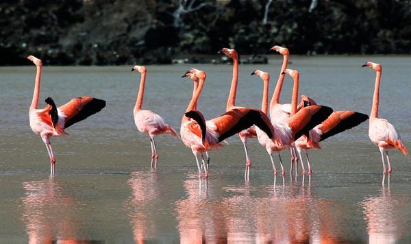 Famous Wetlands of Maku