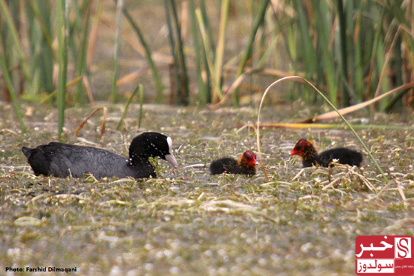 Famous Wetlands of Maku