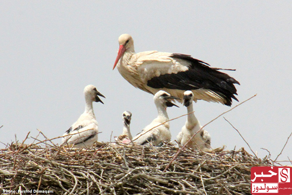 Famous Wetlands of Maku