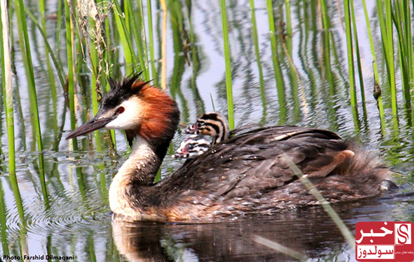 Famous Wetlands of Maku