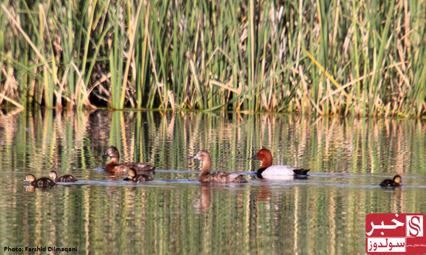 Famous Wetlands of Maku
