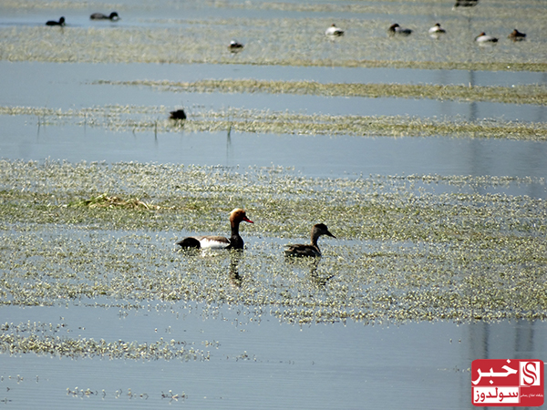Famous Wetlands of Maku
