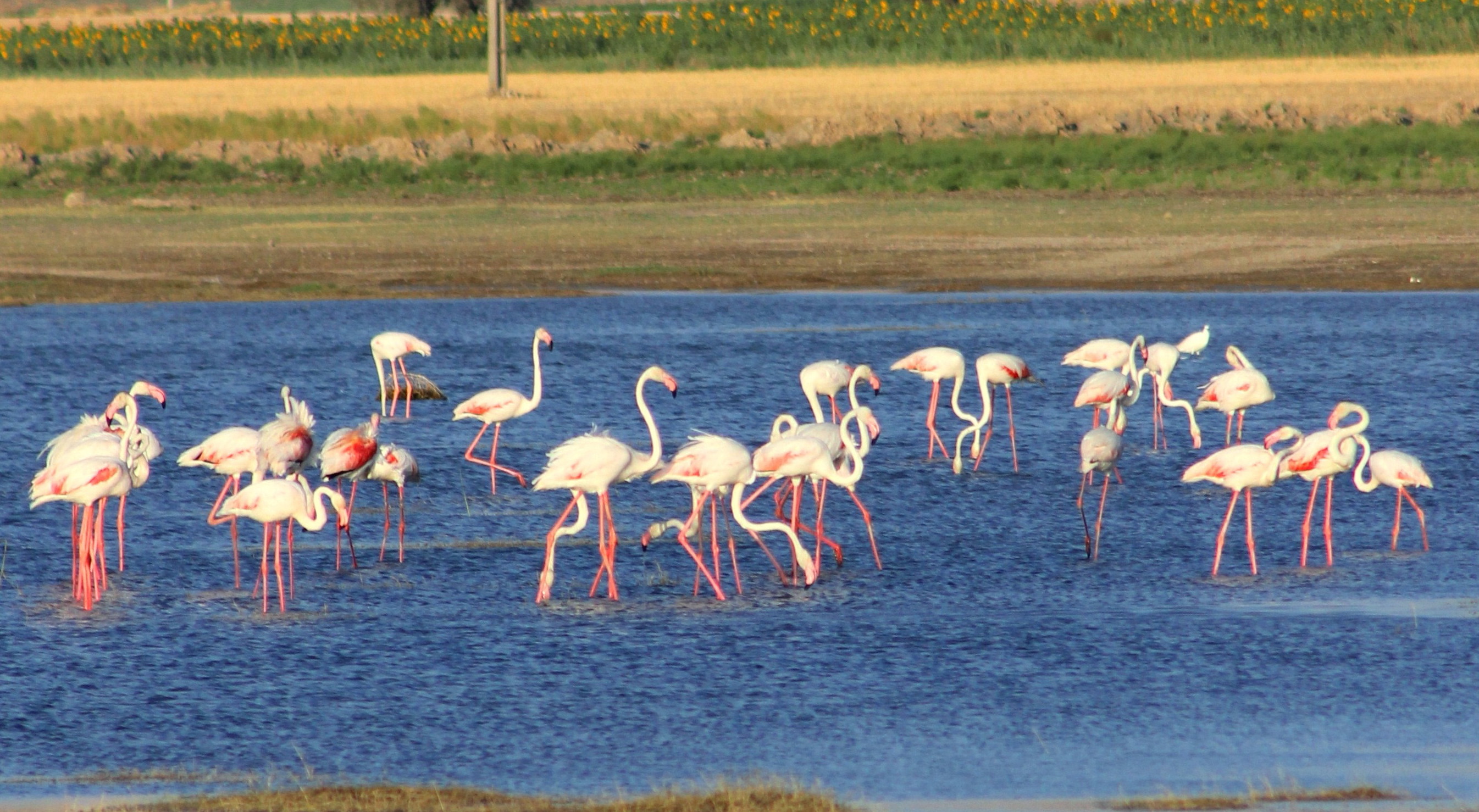 Famous Wetlands of Maku