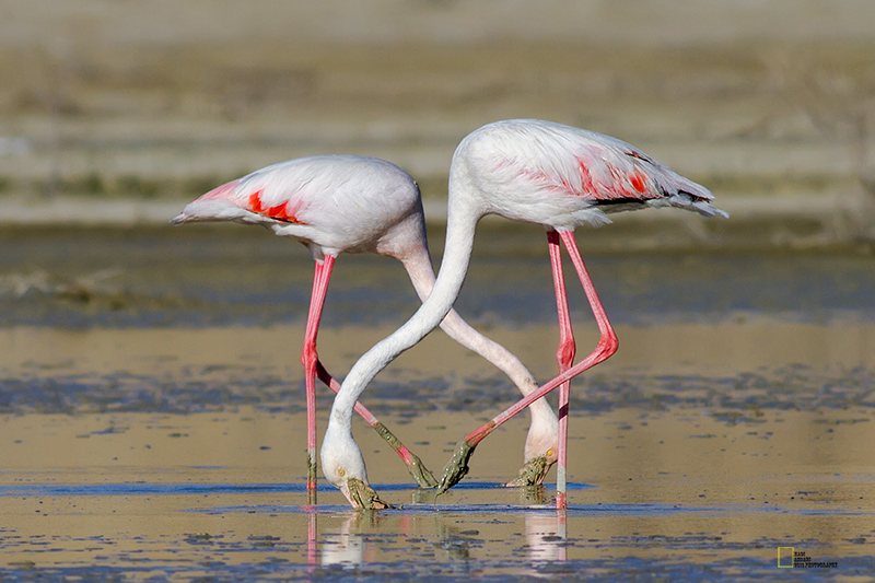 Famous Wetlands of Maku