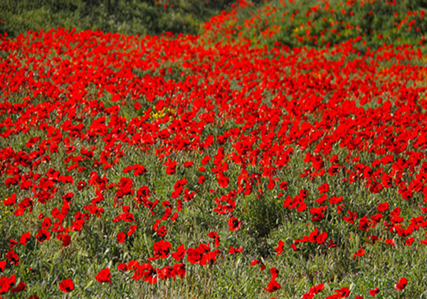 Beautiful Nature of Ardabil Province