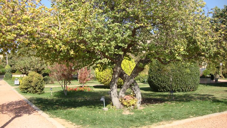 Eram Garden, Shiraz