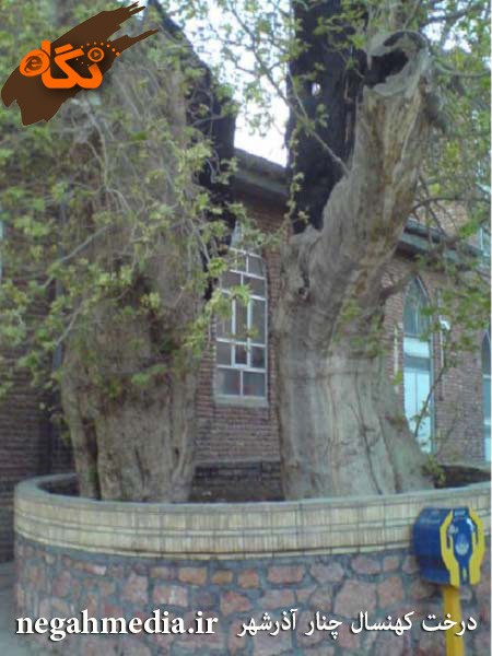 Sycamore Tree of Azarshahr