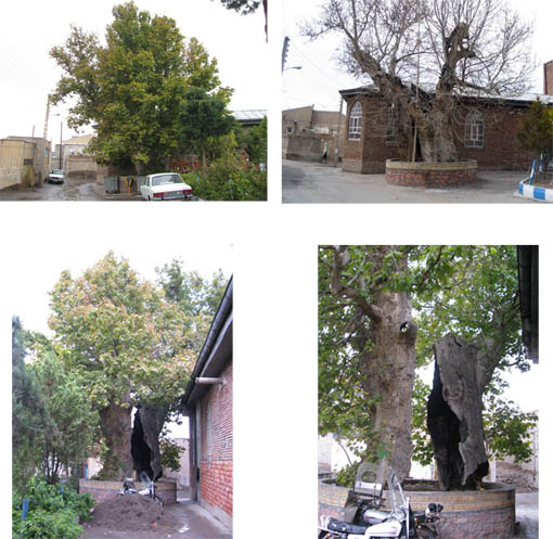 Sycamore Tree of Azarshahr