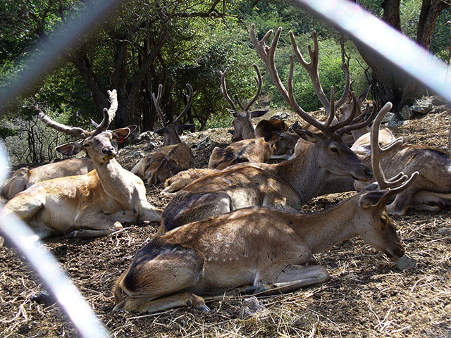 Aynaloo Protected Area (Arasbaran)