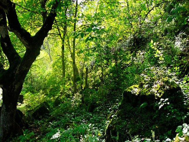 Aynaloo Protected Area (Arasbaran)