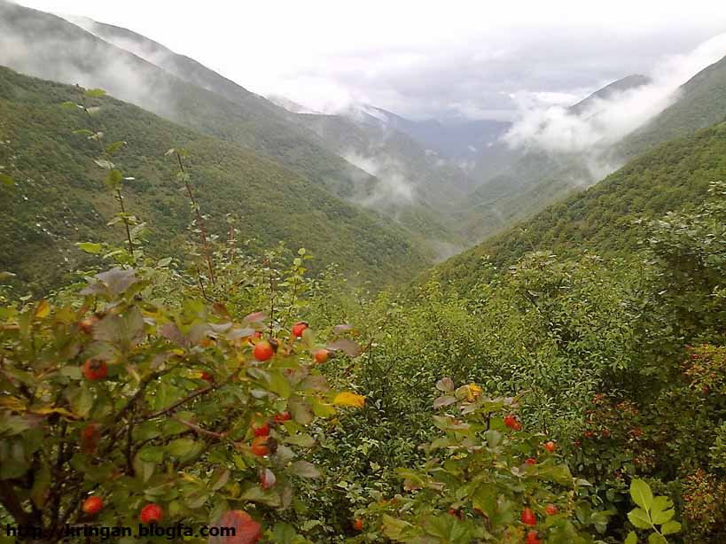 Kringan Village