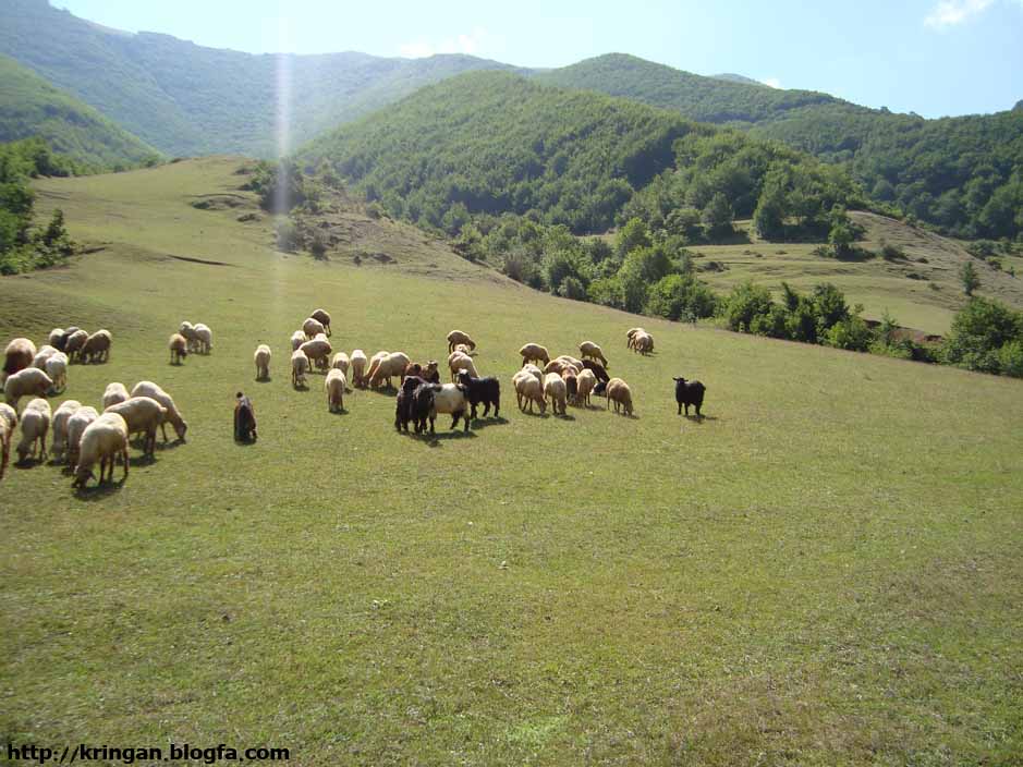 Kringan Village