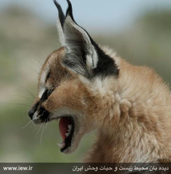 Kabir Kouh Protected Area
