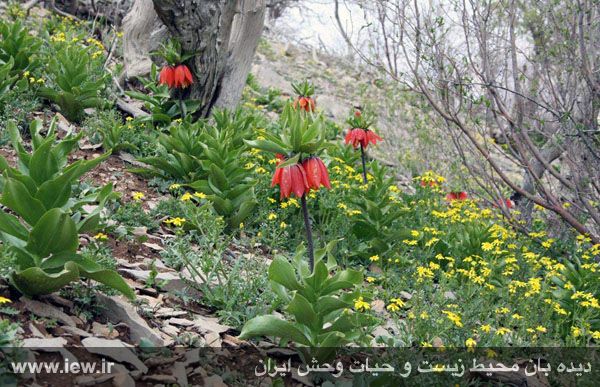 Kabir Kouh Protected Area