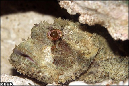 Persian Gulf