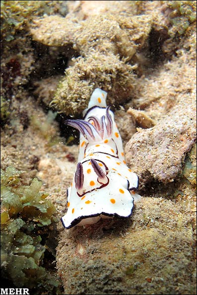 Persian Gulf