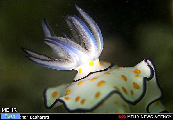 Persian Gulf