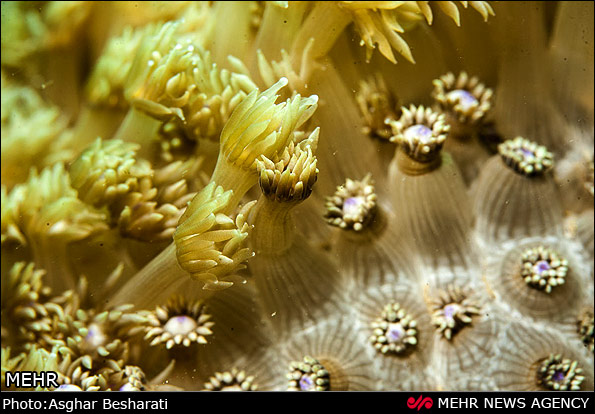 Persian Gulf