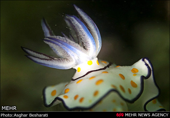 Persian Gulf