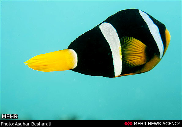 Persian Gulf