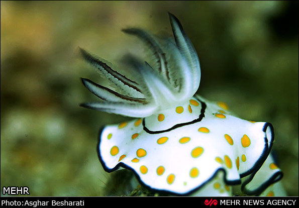 Persian Gulf