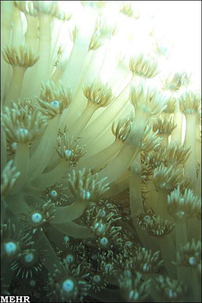 Persian Gulf