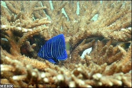 Persian Gulf