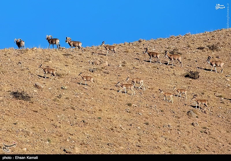 Sarigol National Park