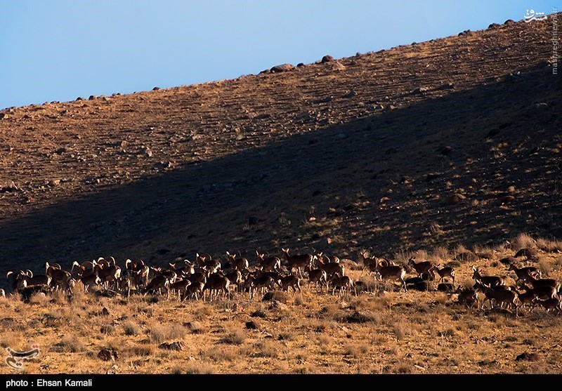 Sarigol National Park