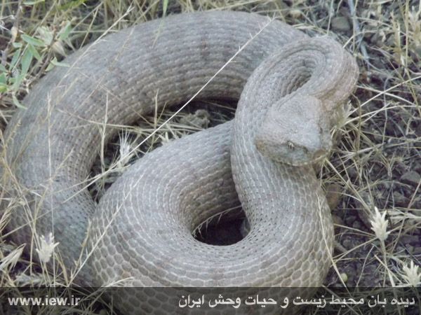 Sarigol National Park