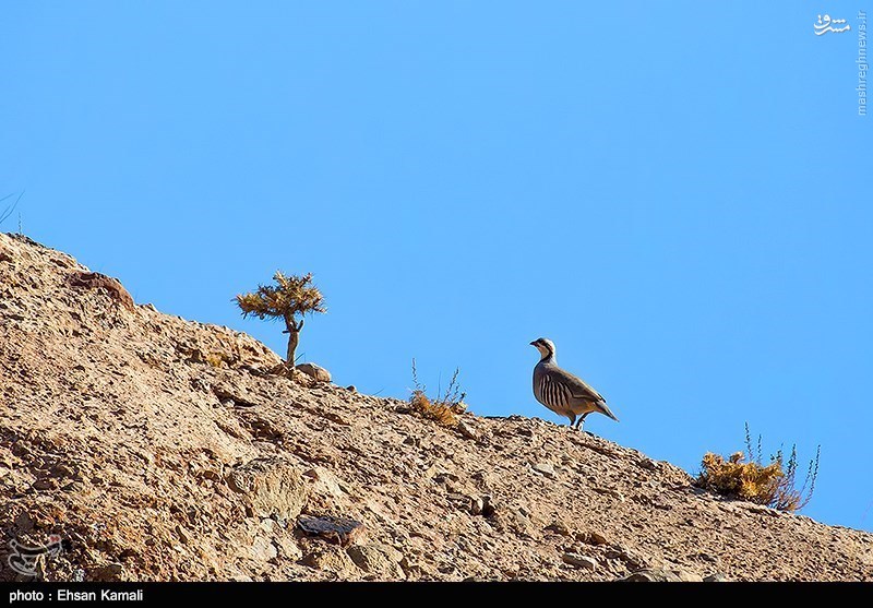 Sarigol National Park