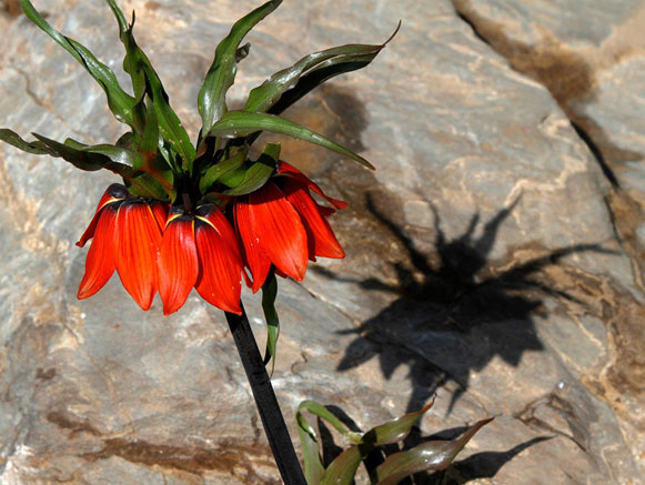 Fritillaries
