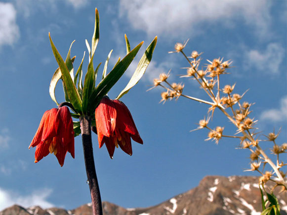 Fritillaries