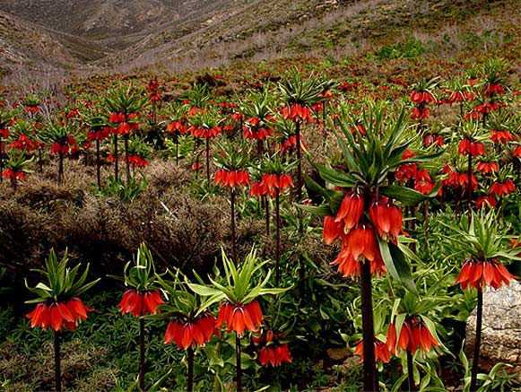 Fritillaries