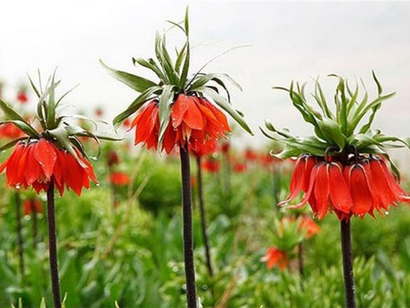 Fritillaries