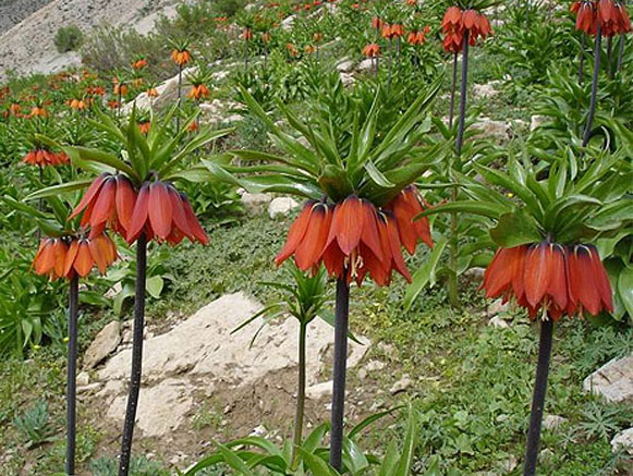 Fritillaries