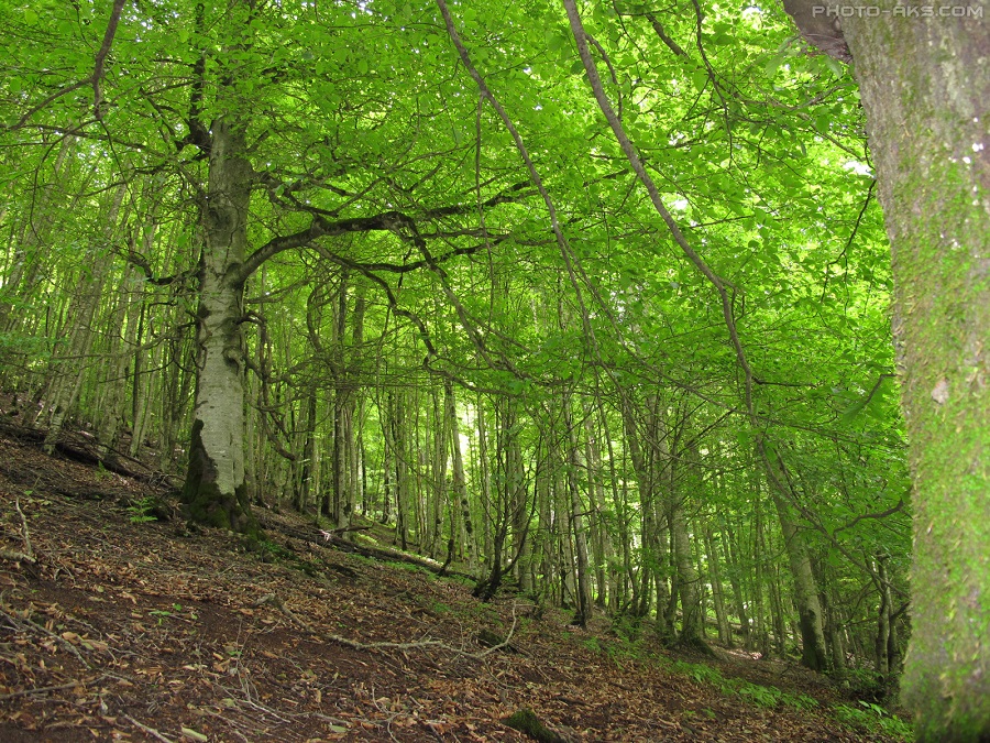 Dohezar forest of Tonekabon