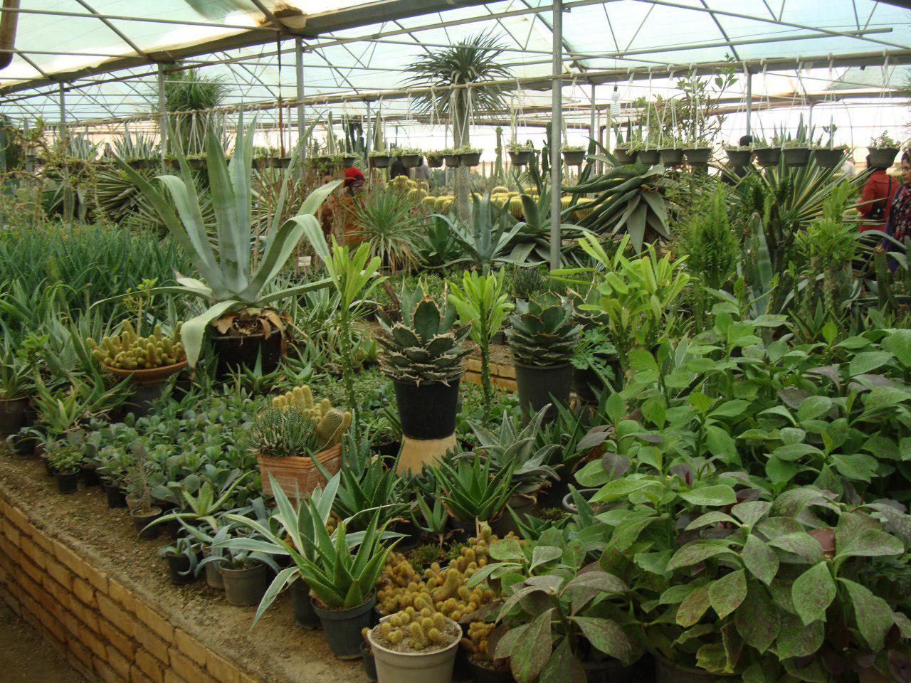 Flower Gardens of Mahallat