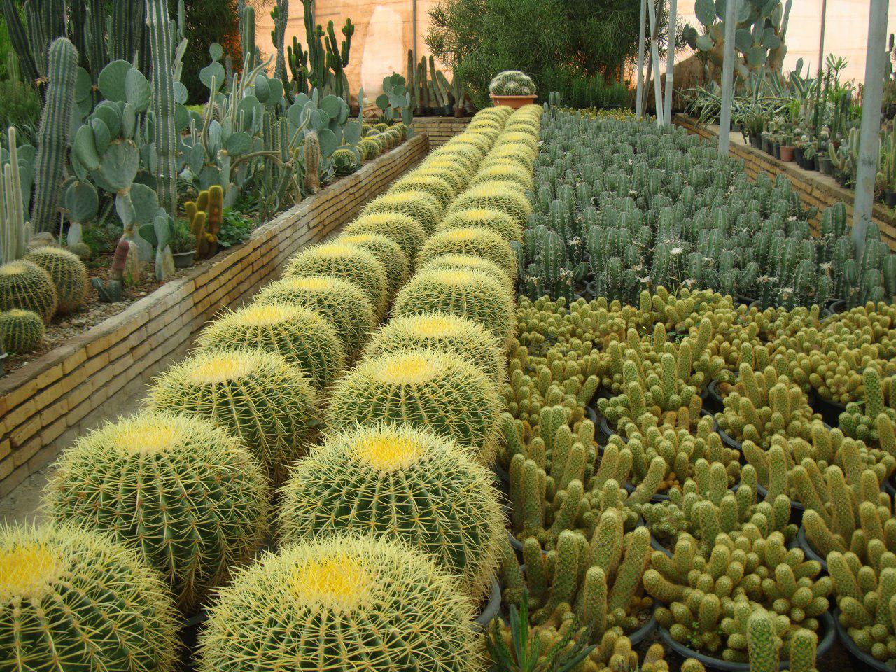 Flower Gardens of Mahallat