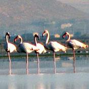 Mighan Lagoon