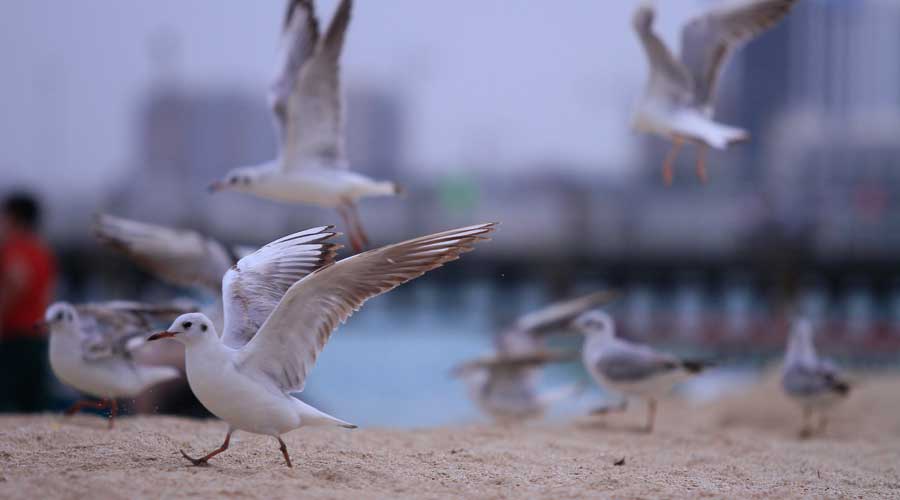 Kish Beaches