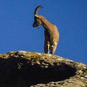 Golestan National Park